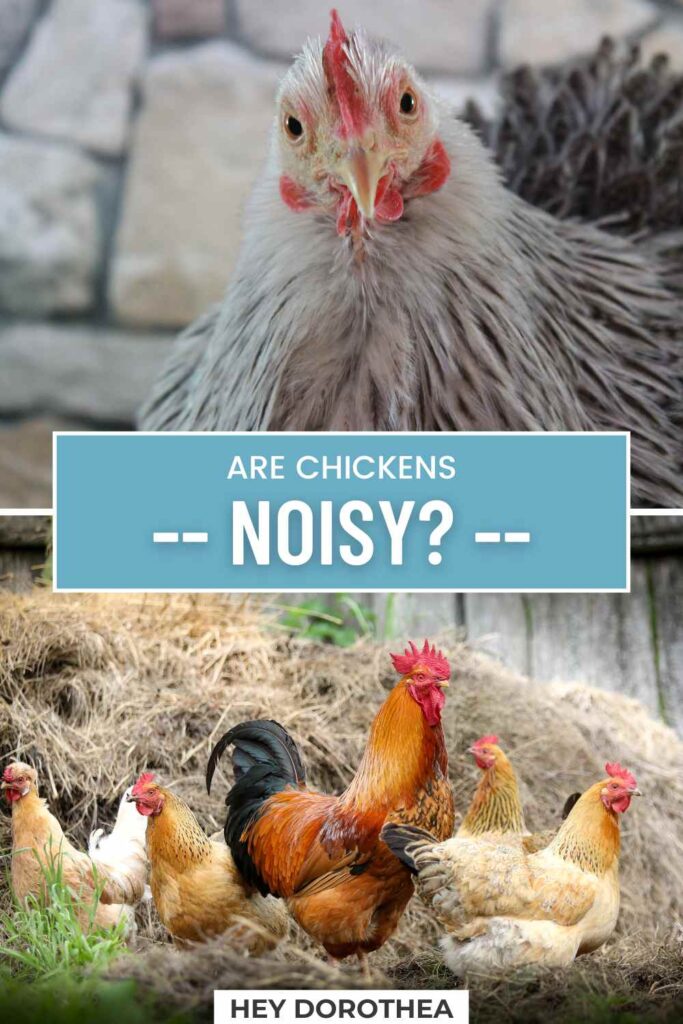 are chickens noisy pin