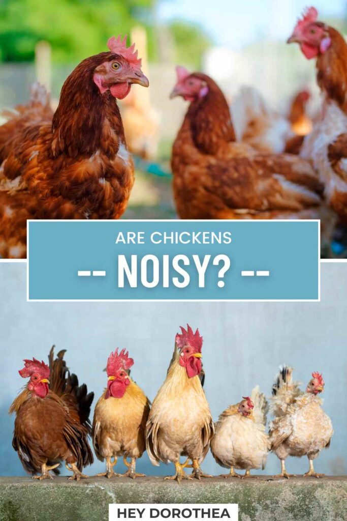 are chickens noisy pin