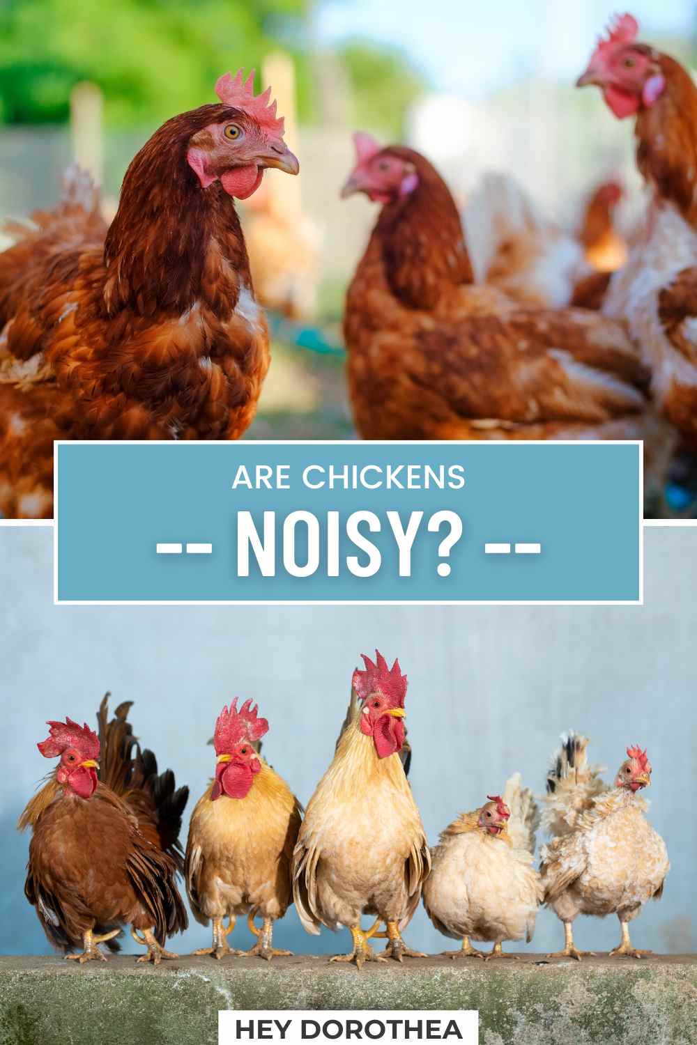 Are Chickens Noisy? Best Tips for a Noisy Bird