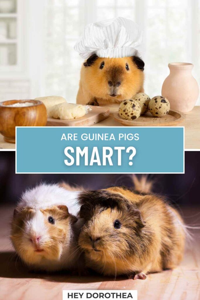 are guinea pigs smart pin