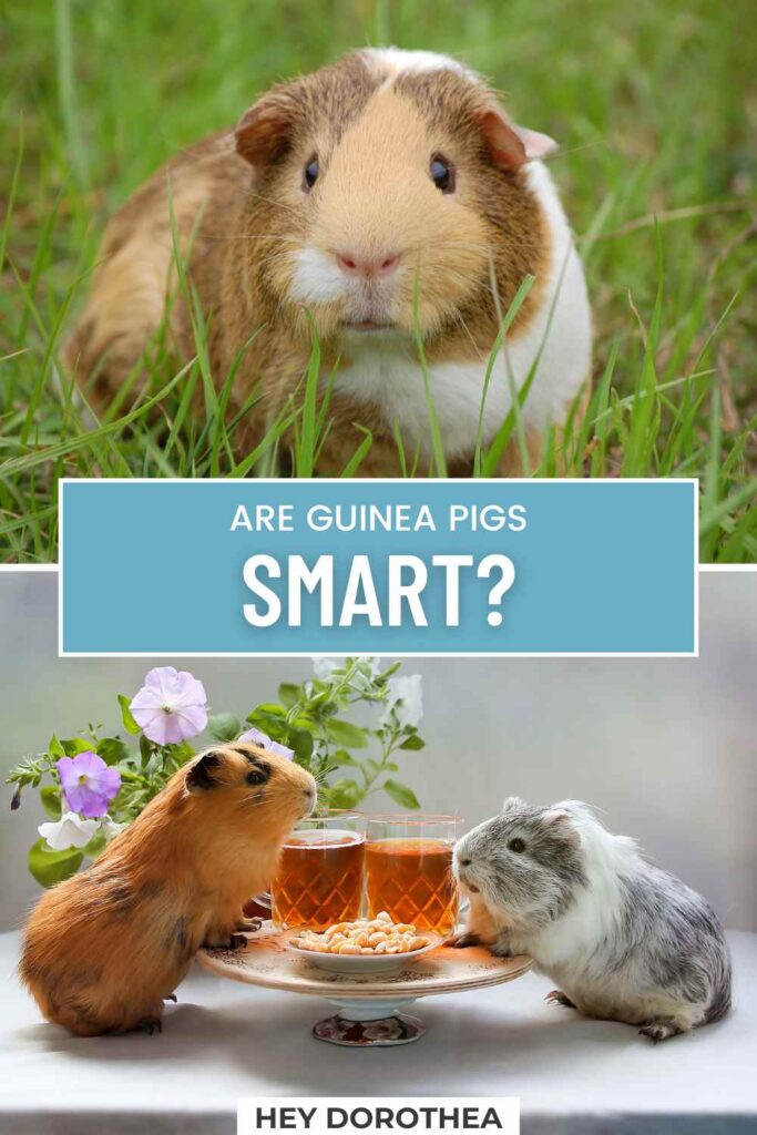 are guinea pigs smart pin