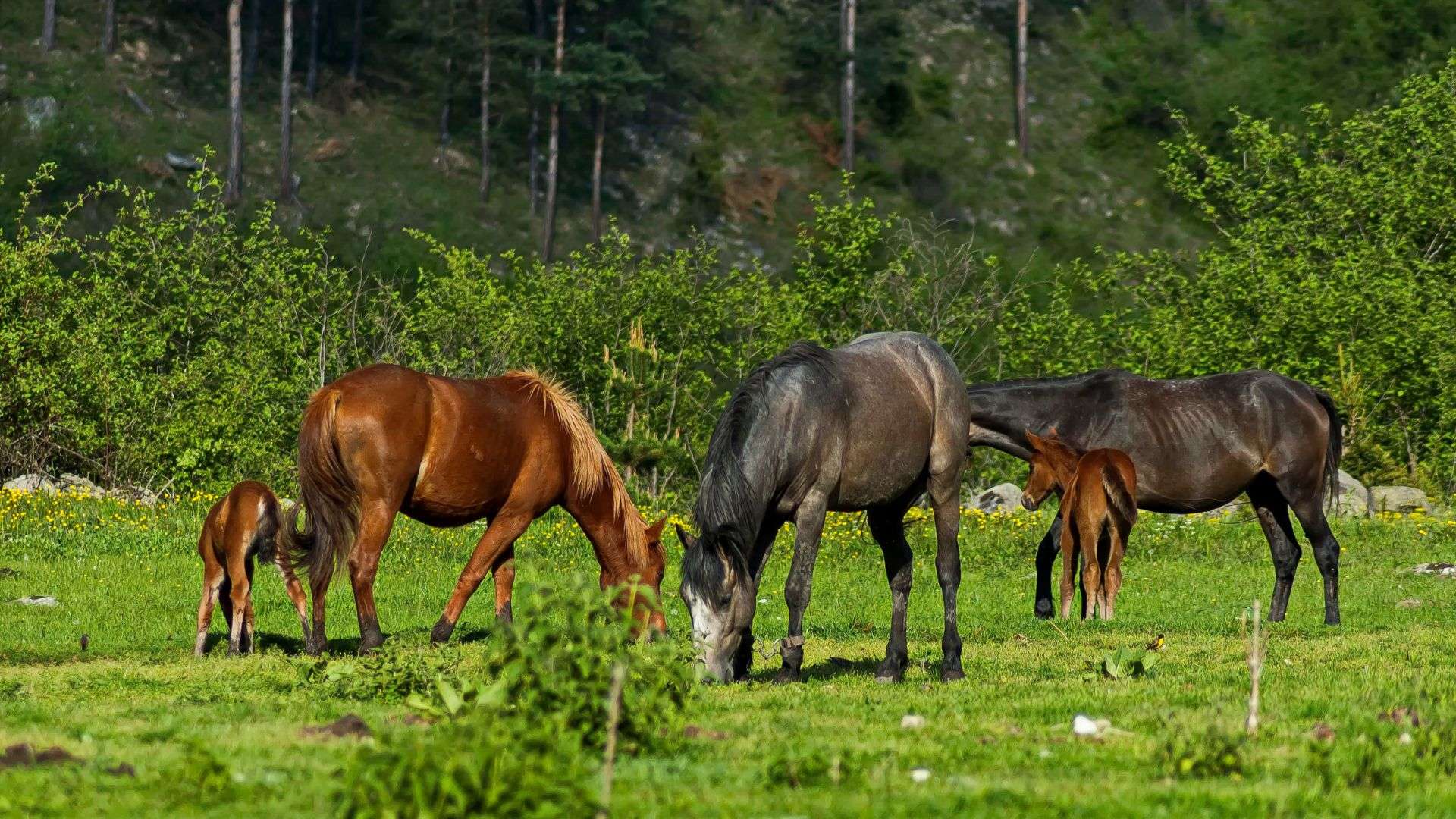 discovering-the-best-horse-breeds-a-comprehensive-guide-hey-dorothea