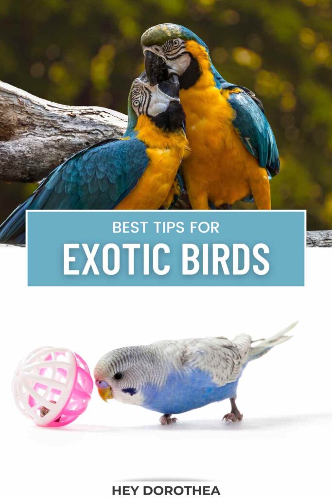 exotic birds pin