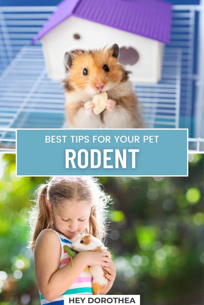 rodents 101 pin