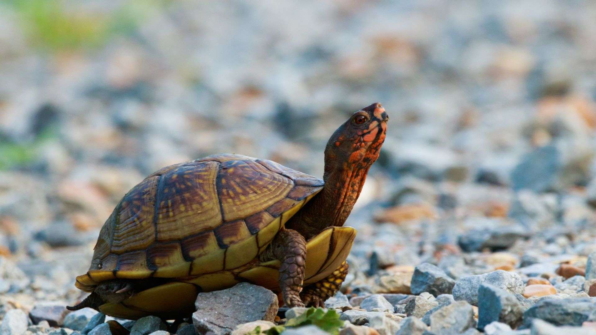 Small Turtles for Pets: The Best Tiny Titans - Hey Dorothea