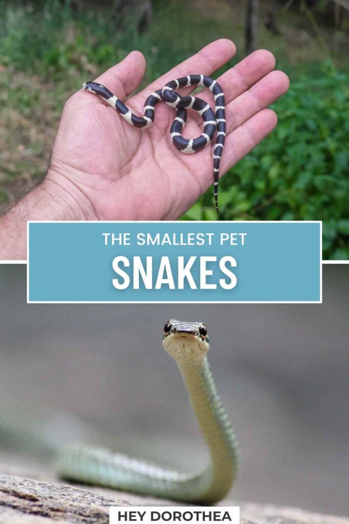 smallest pet snakes pin