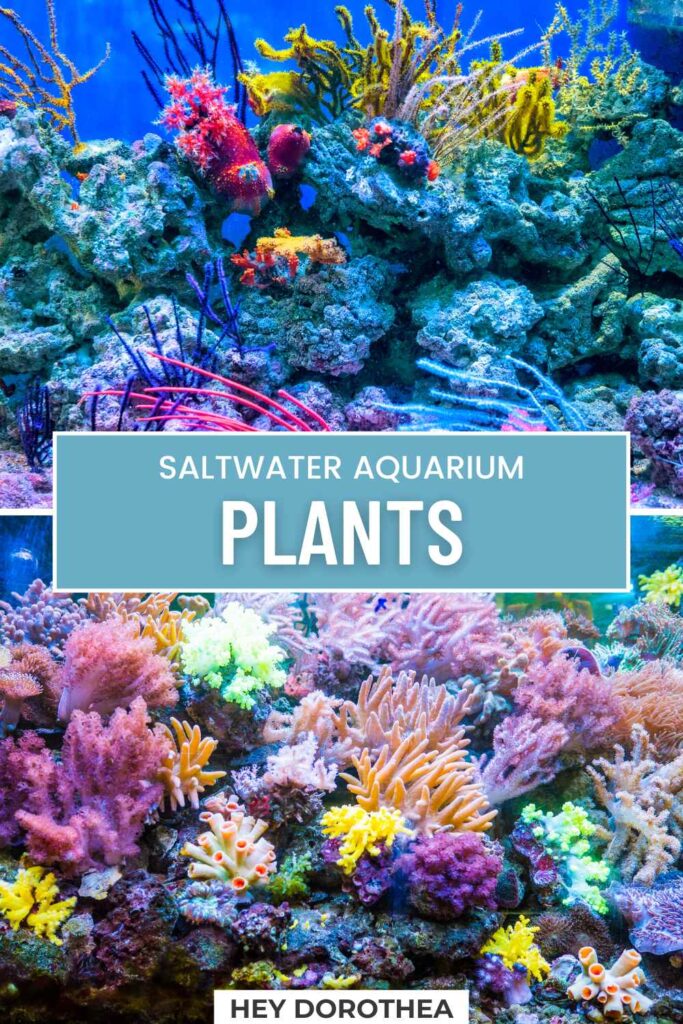 saltwater aquarium plants pin