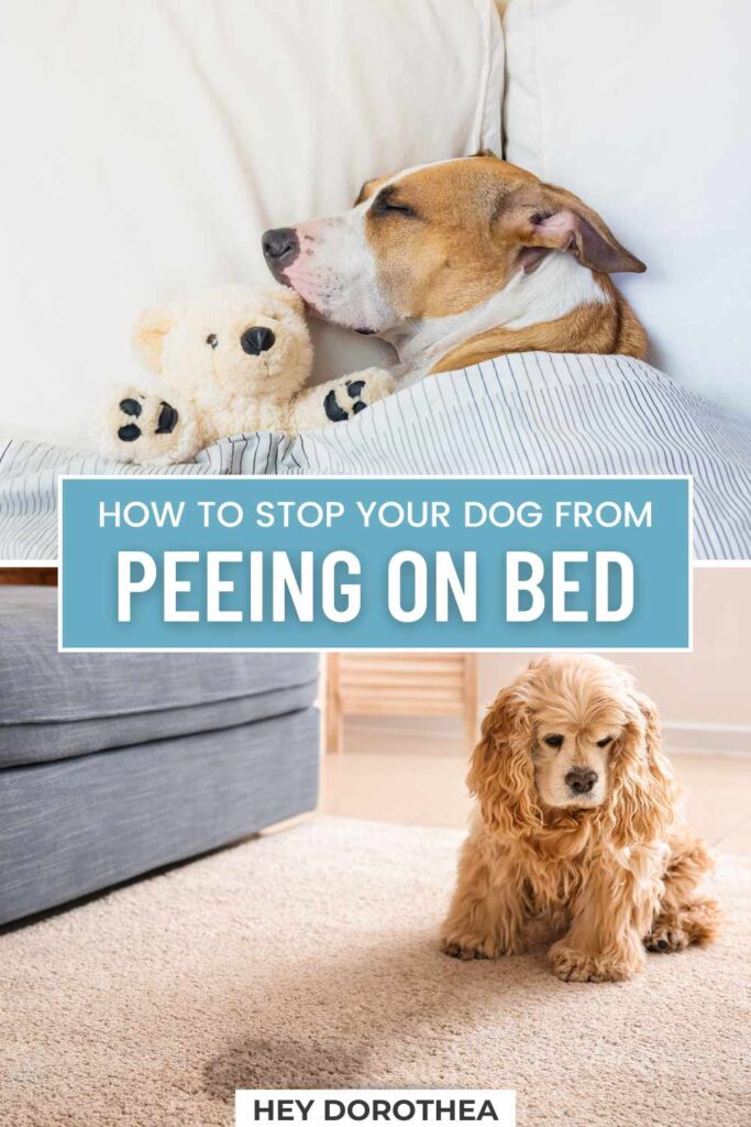 dog pee on bed pin