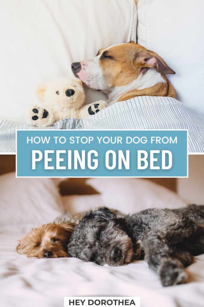 dog pee on bed pin