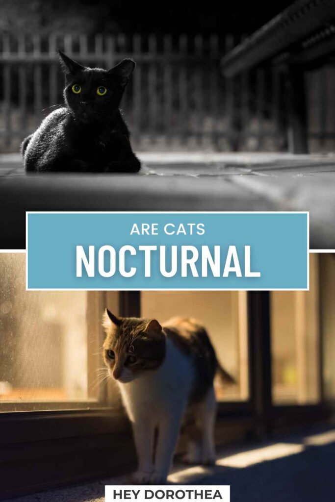 are cats nocturnal pin