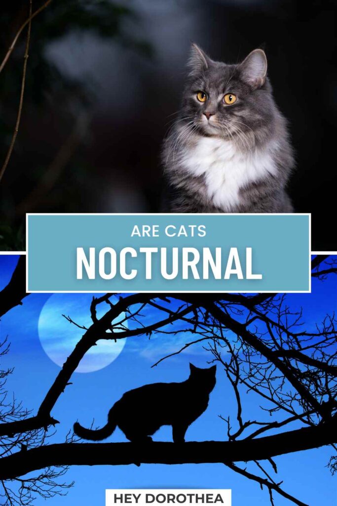 are cats nocturnal pin