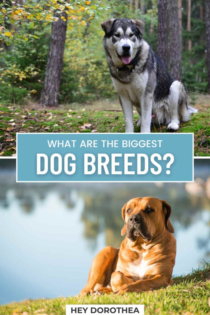 big dog breeds pin