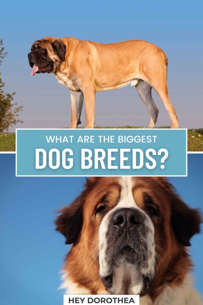 big dog breeds pin