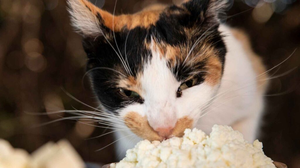 can cats eat cheese?