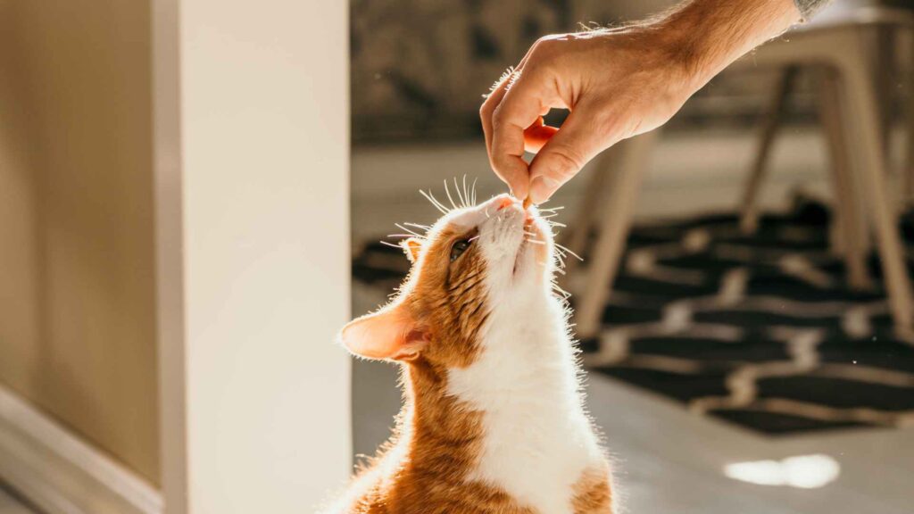 can cats eat cheese?