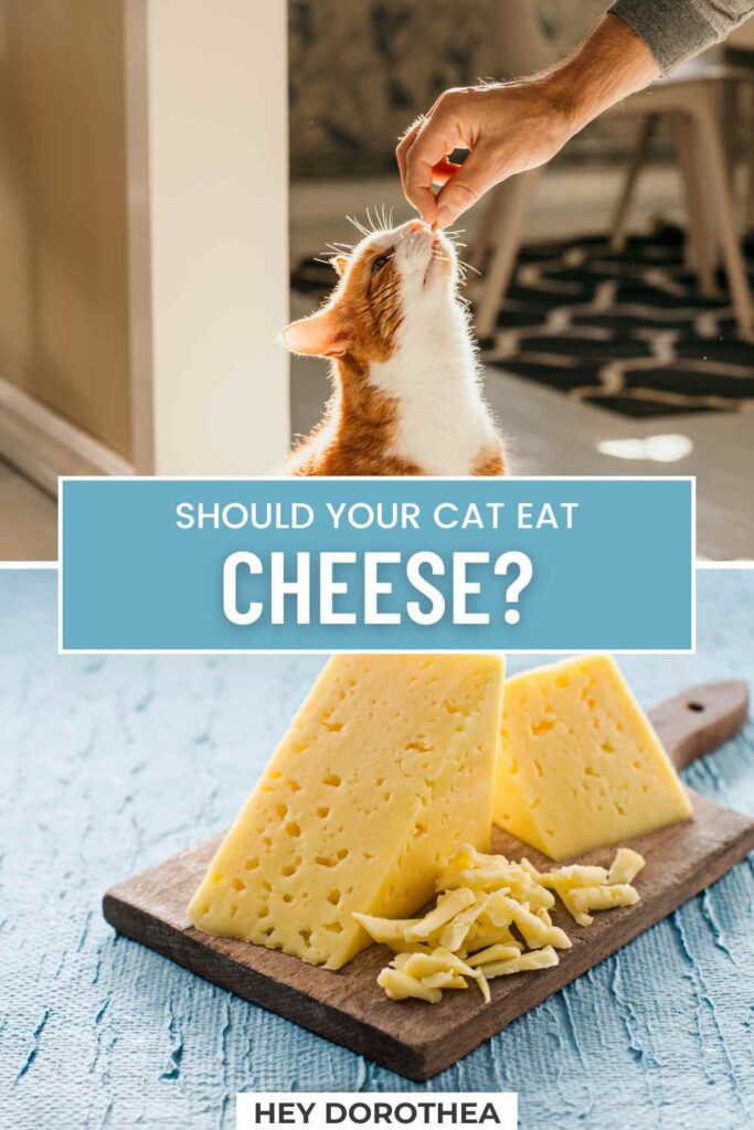 can cats eat cheese pin