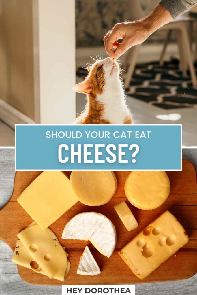 can cats eat cheese pin