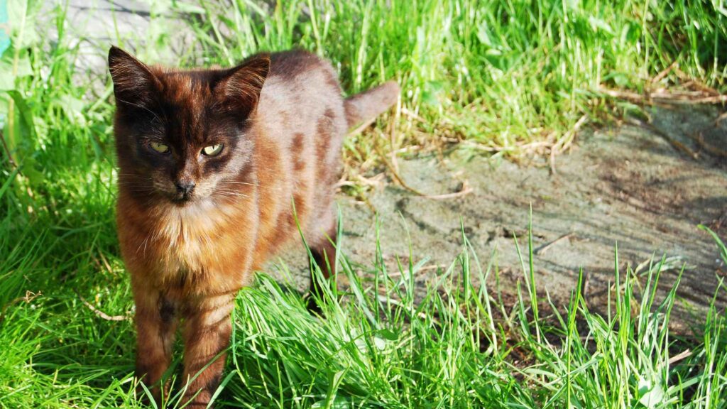 can cats eat chocolate?