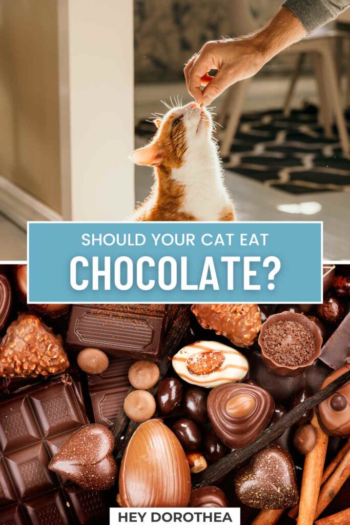 can cats eat chocolate pin