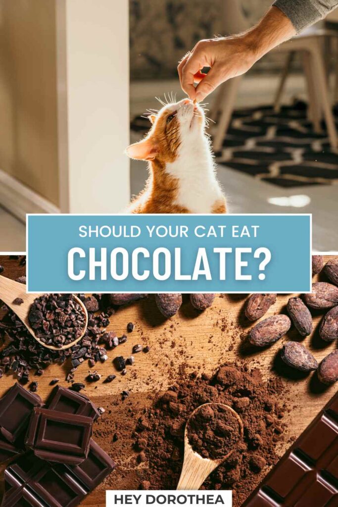 can cats eat chocolate pin