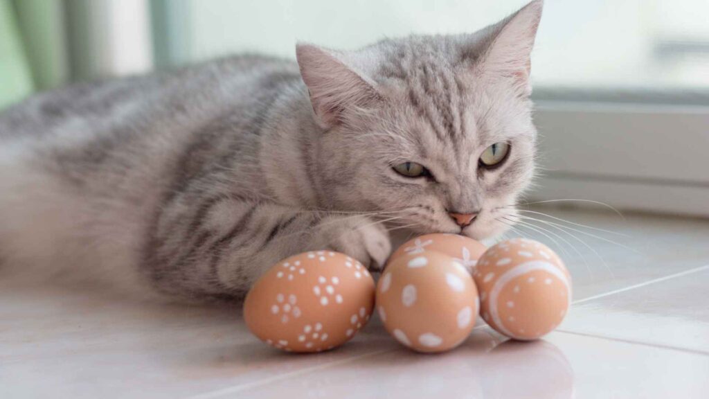 can cats eat eggs?