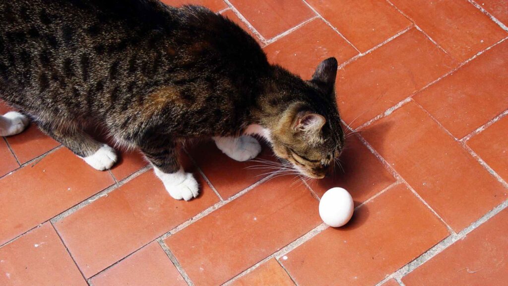 can cats eat eggs?