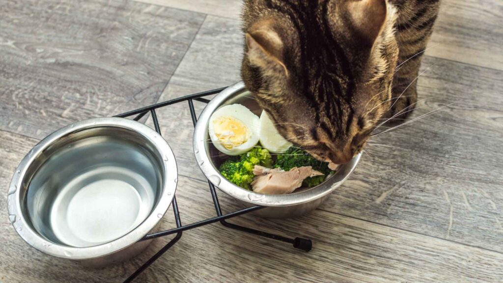 can cats eat eggs?