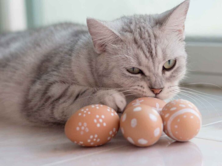 can cats eat eggs?