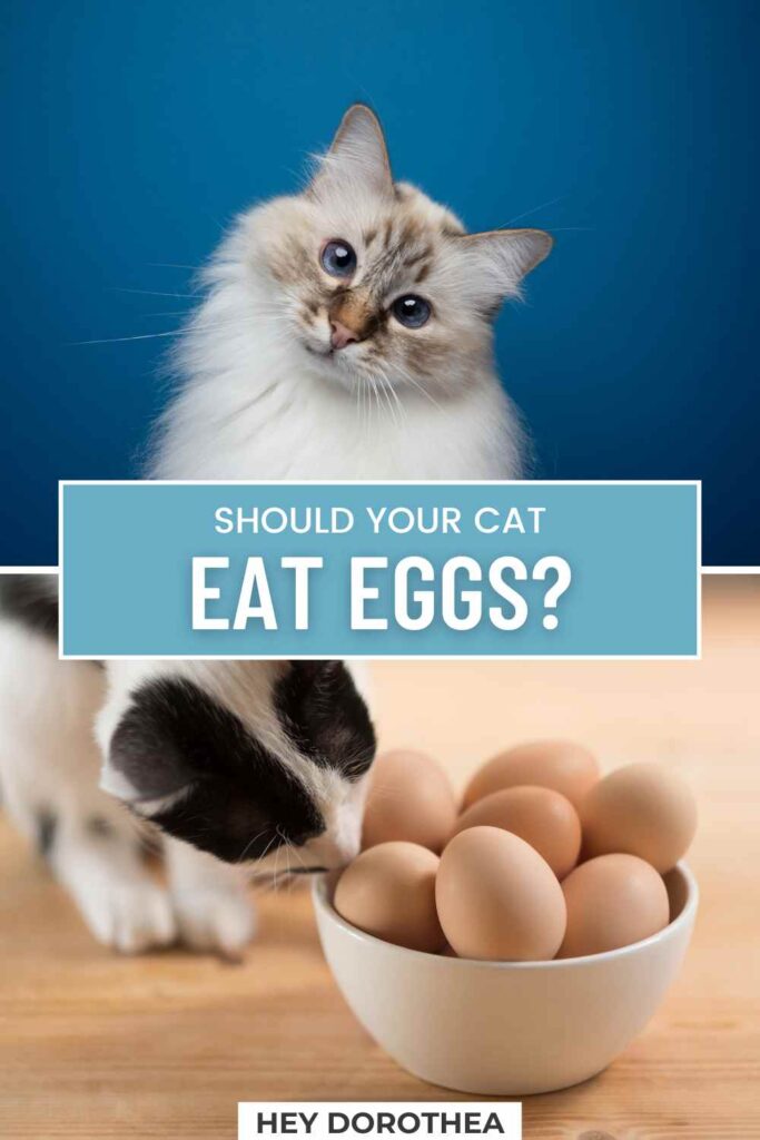 can cats eat eggs pin