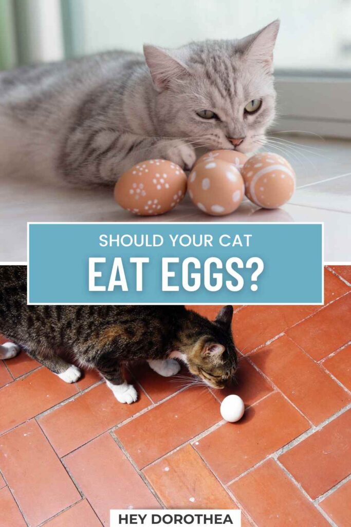 can cats eat eggs pin