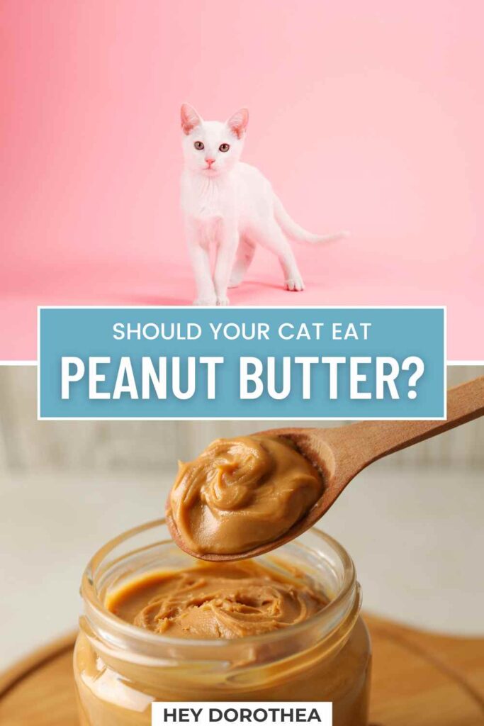 can cats eat peanut butter pin