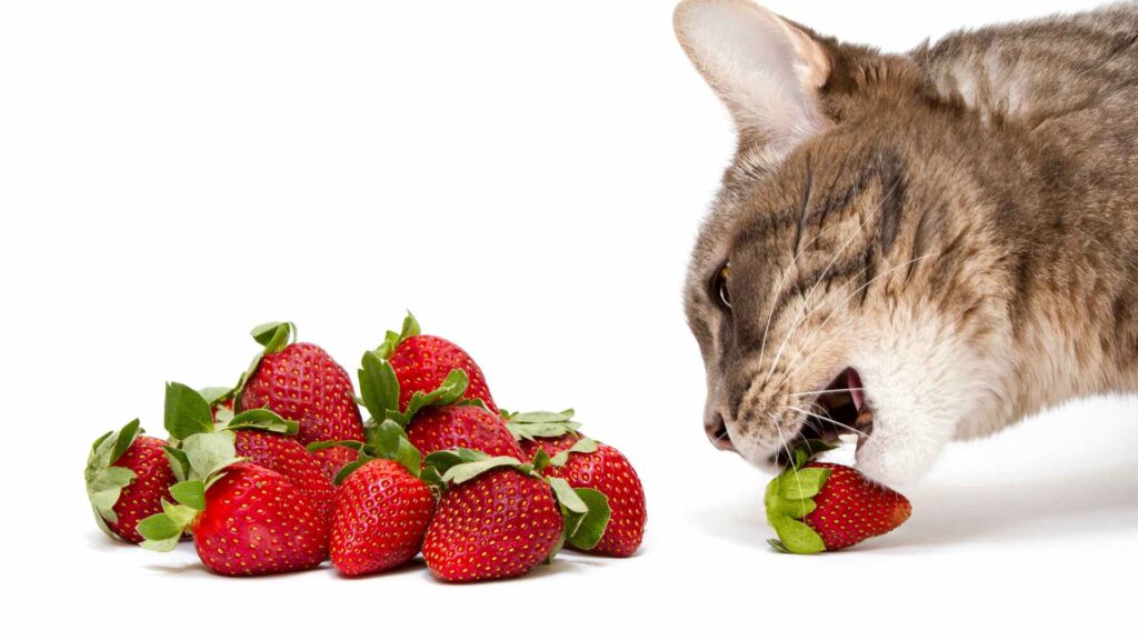 can cats eat strawberries?