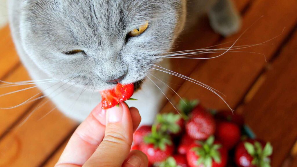 can cats eat strawberries?