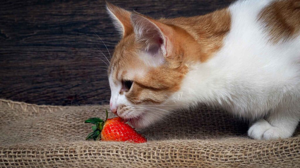 can cats eat strawberries?