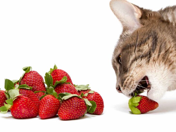 can cats eat strawberries?