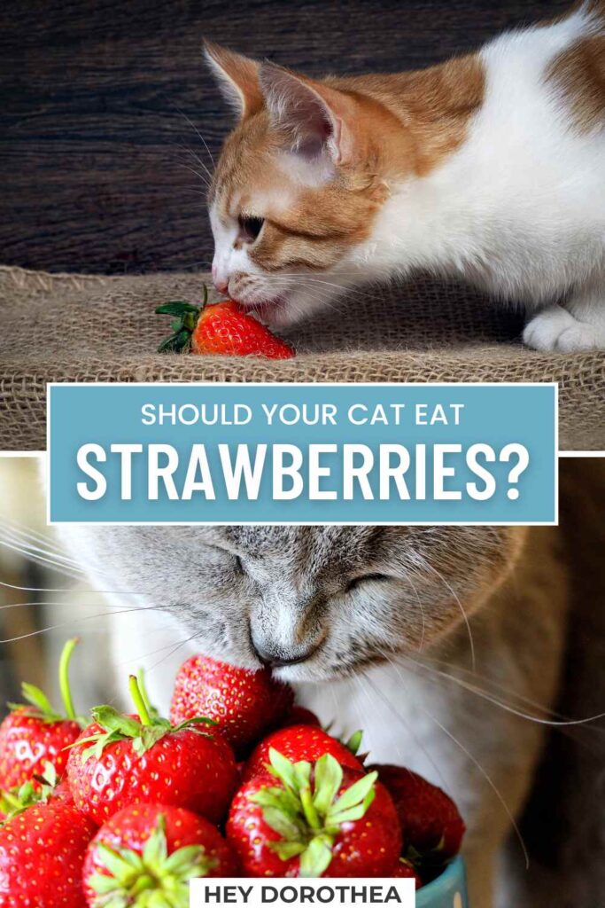 can cats eat strawberries pin