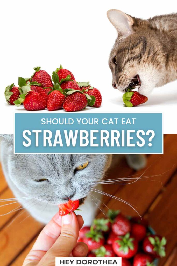 can cats eat strawberries pin