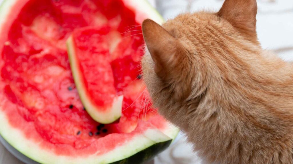 can cats eat watermelon?