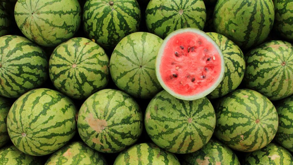 can cats eat watermelon?