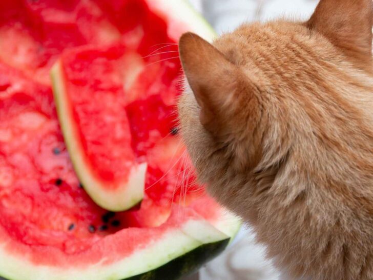 can cats eat watermelon?