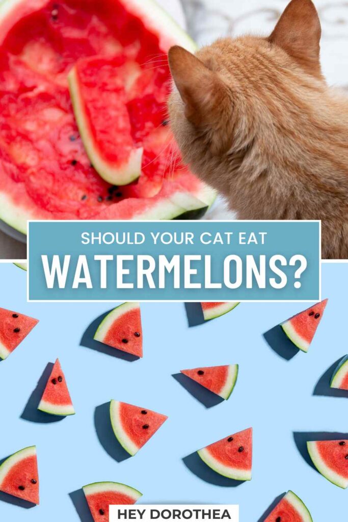 can cats eat watermelon pin