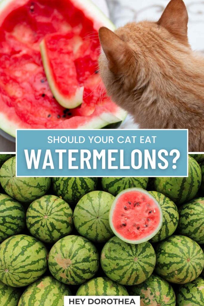 can cats eat watermelon pin