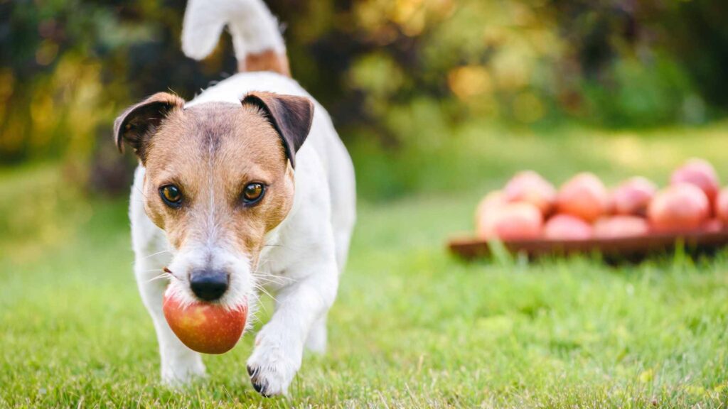 can dogs eat apples