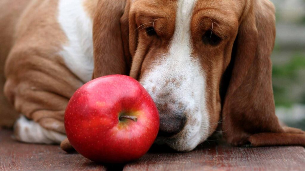 can dogs eat apples