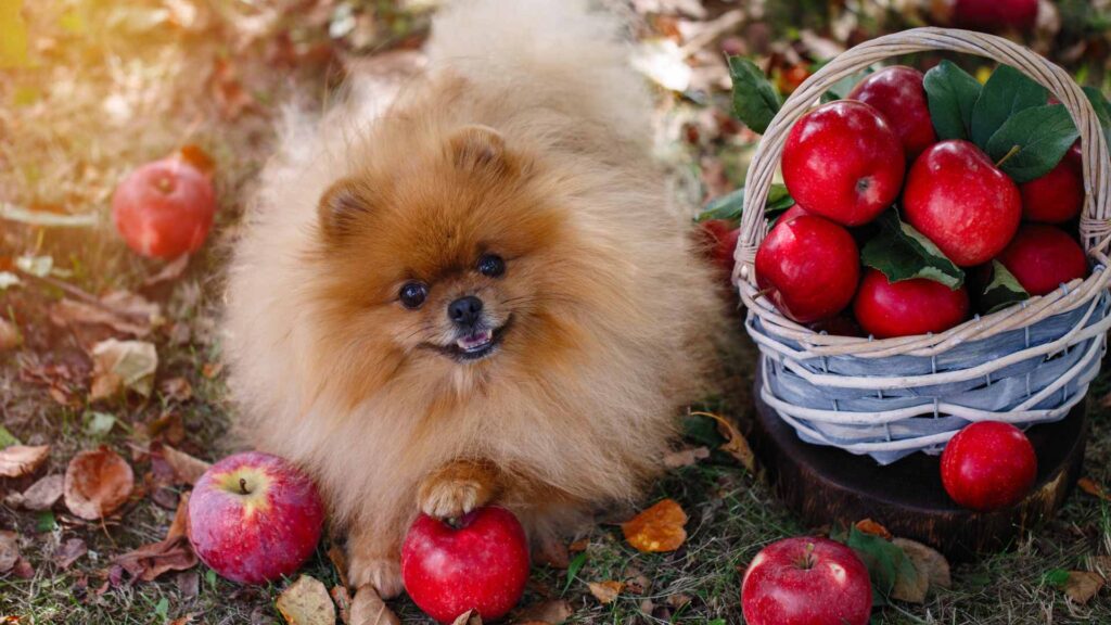 can dogs eat apples