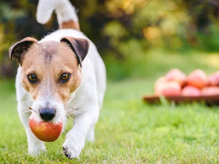 can dogs eat apples