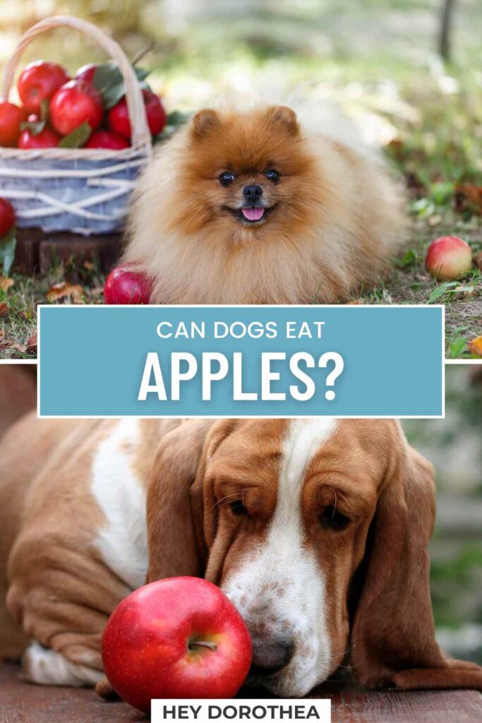 can dogs eat apples pin