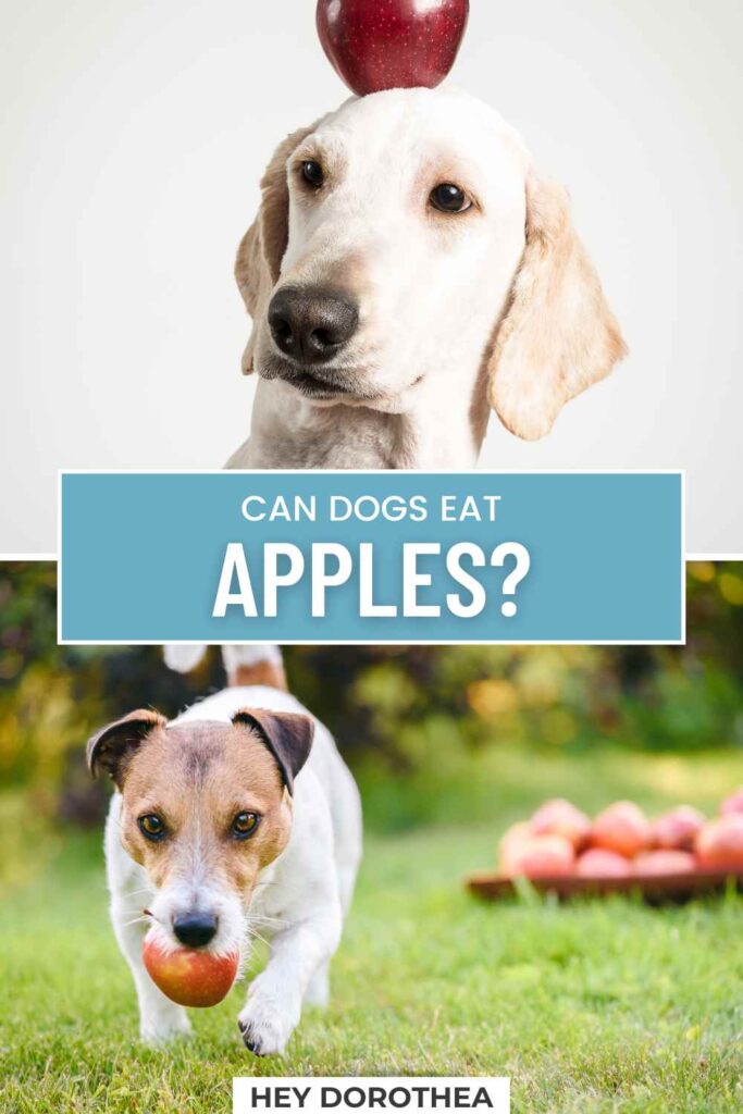 can dogs eat apples pin