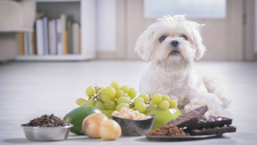 can dogs eat avocado