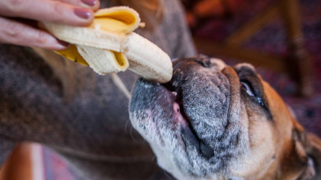 can dogs eat bananas